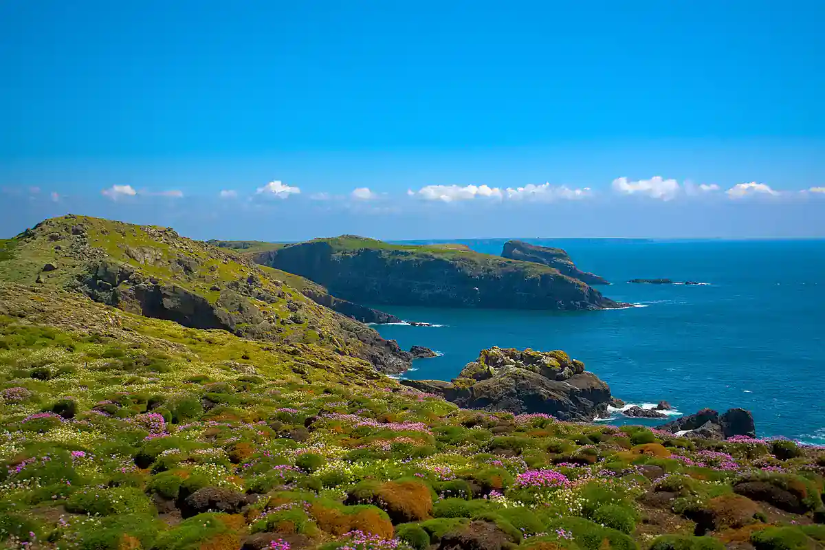 Coastal cliffs and spring heath on Skomer Island, Wales, home to a large Manx shearwater colony