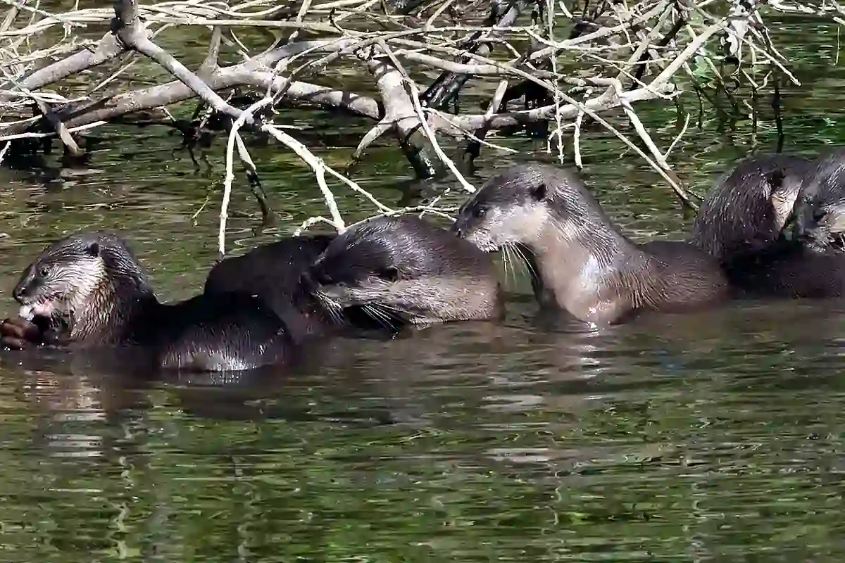 Smooth-coated otter family group feeding on fish in shallow water showing their sleek flat coats