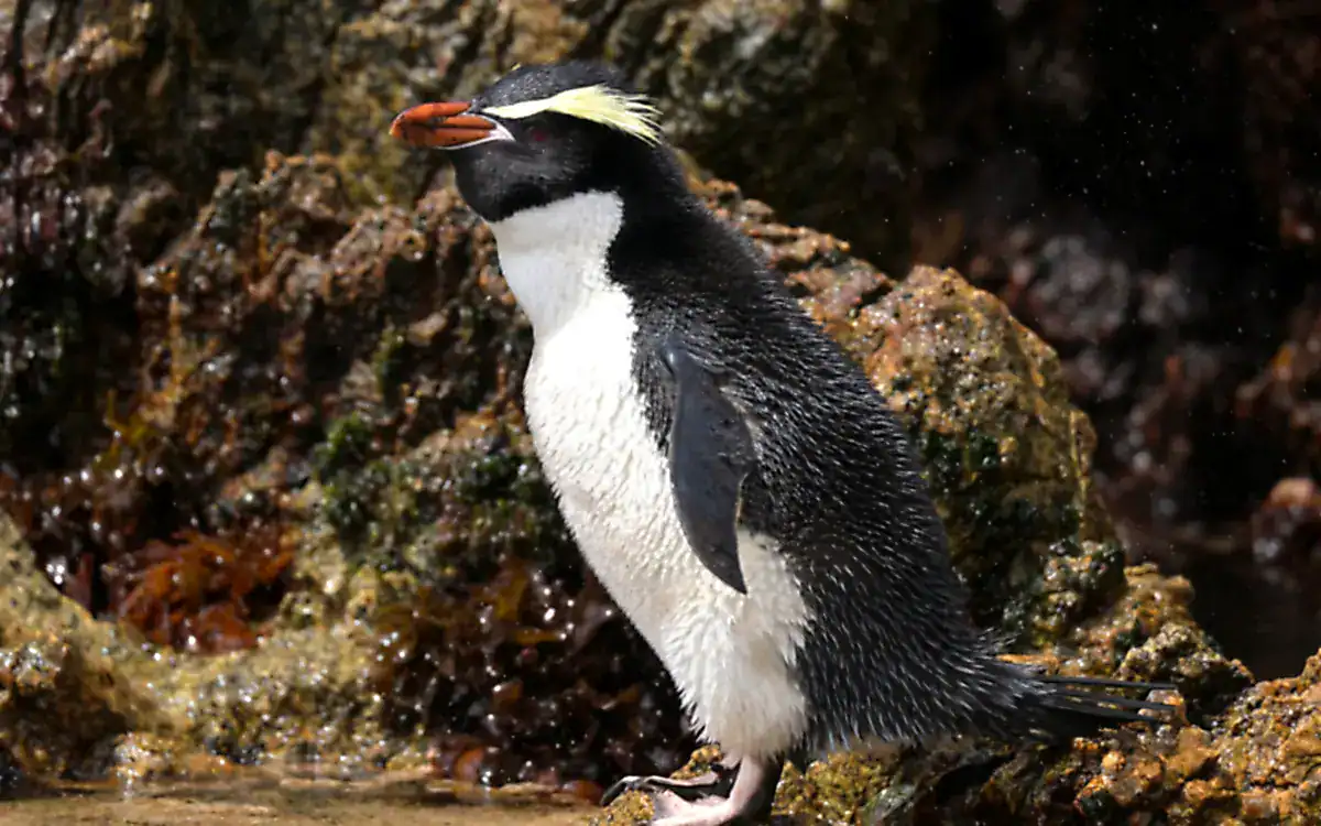 A Snares Penguin with a thick red bill and yellow crest walking over wet rocks