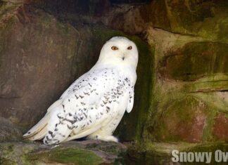 Snowy Owl
