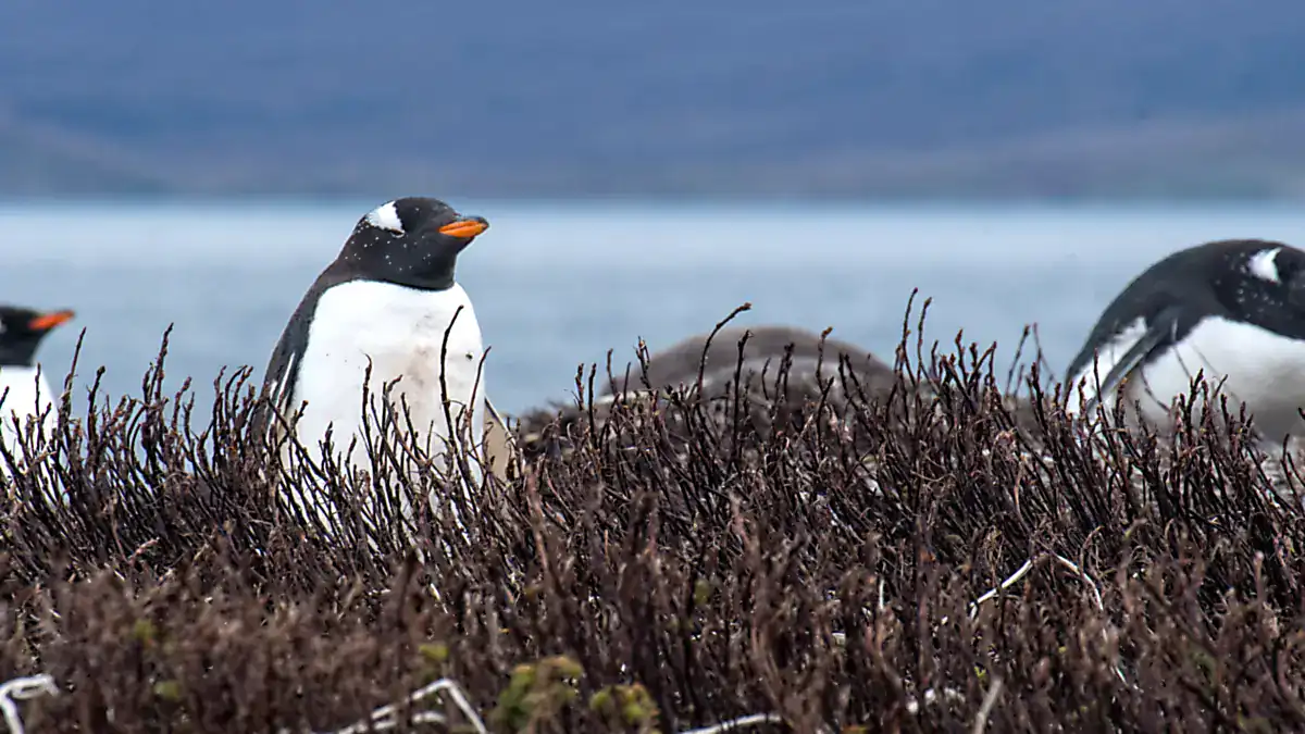Gentoo penguins resting among low plants beside the water on the Kerguelen Islands