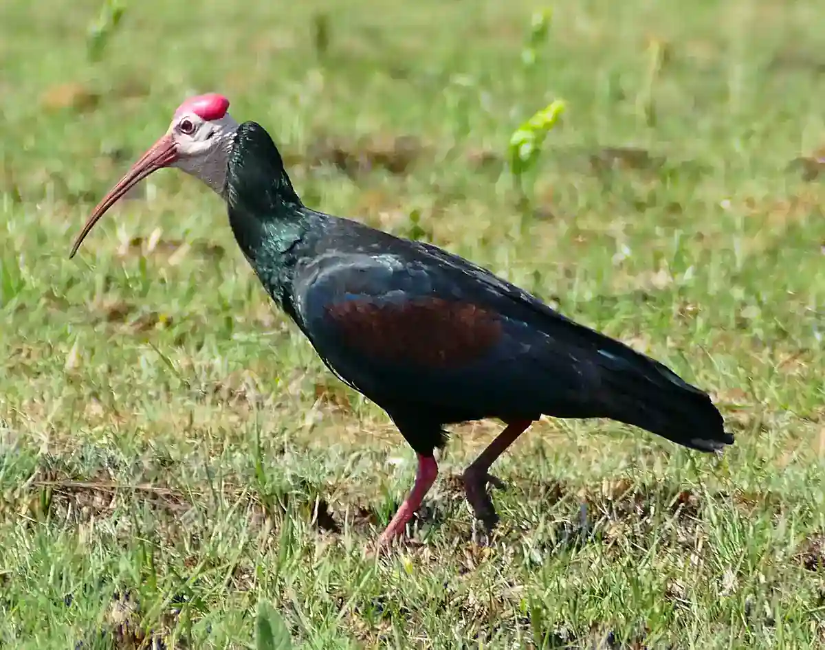 Southern Bald Ibis walking on grassland showing its bare white crown and red facial skin