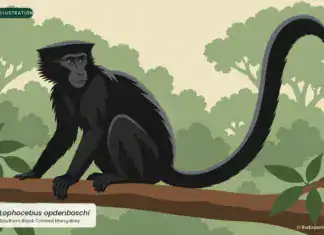 Southern Black Crested Mangabey