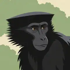Head of a southern black crested mangabey showing black cheek whiskers and a broad flat crest Head of a southern black crested mangabey showing black cheek whiskers and a broad flat crest