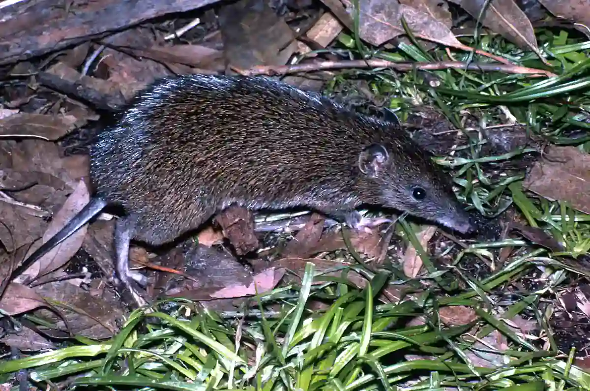 Southern Brown Bandicoot in Victoria Southern brown bandicoot with dark grizzled fur and a pointed snout walking through leaf litter