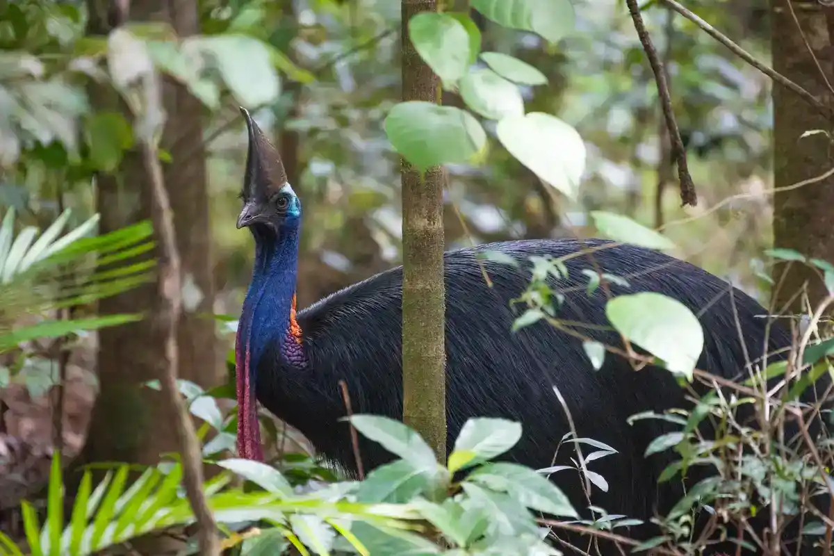 Southern cassowary (Casuarius casuarius), the rainforest gardener of northeast Australia Southern cassowary in rainforest, casque and blue neck visible