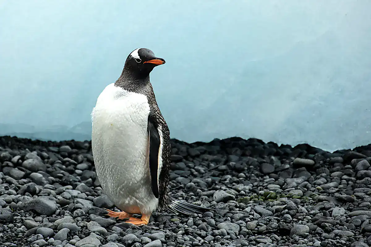 A gentoo penguin standing on a pebble beach at Brown Bluff on the Antarctic Peninsula