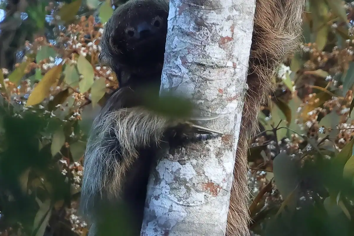 Southern maned sloth in coastal Brazilian forest, the newest recognized sloth species