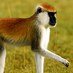 Southern Patas Monkey