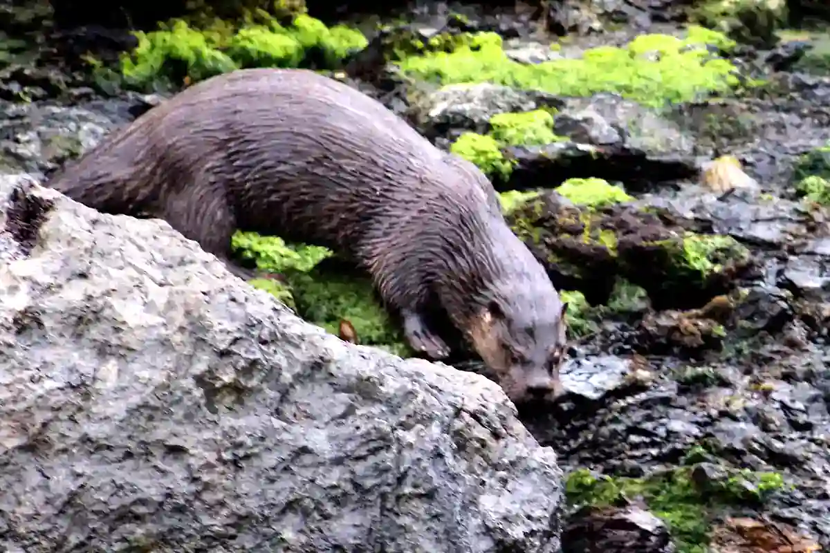 Southern river otter, the huillin, on mossy rocks beside a Patagonian waterway