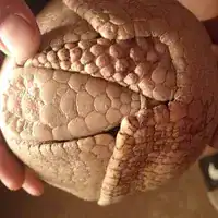 Southern three-banded armadillo rolled into a tight ball in a person's hands