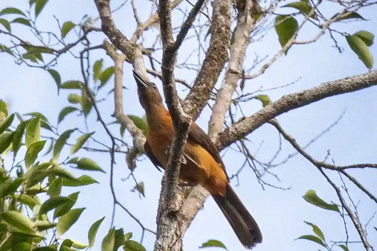 Southern variable pitohui with rufous plumage perched among branches