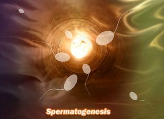 Spermatogenesis: The Generation of Sperm Cells