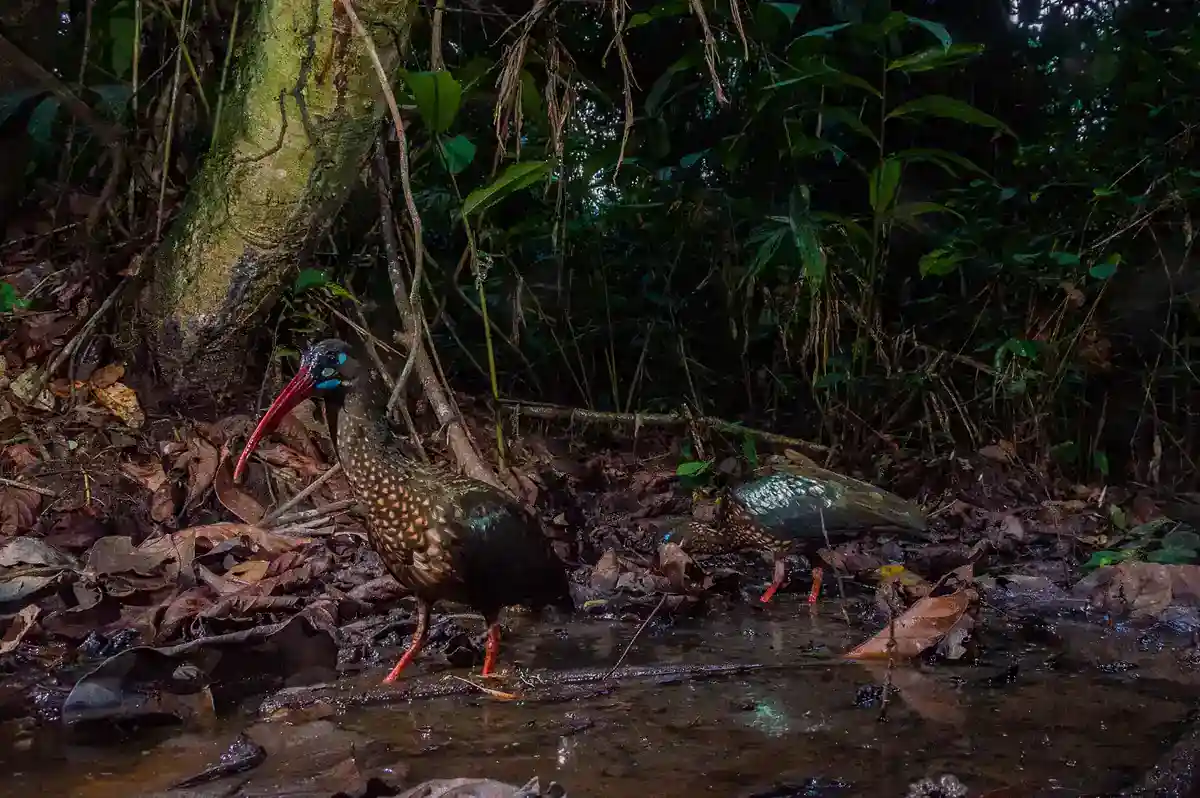 Spot-breasted Ibis on the floor of a swamp forest in the Democratic Republic of the Congo