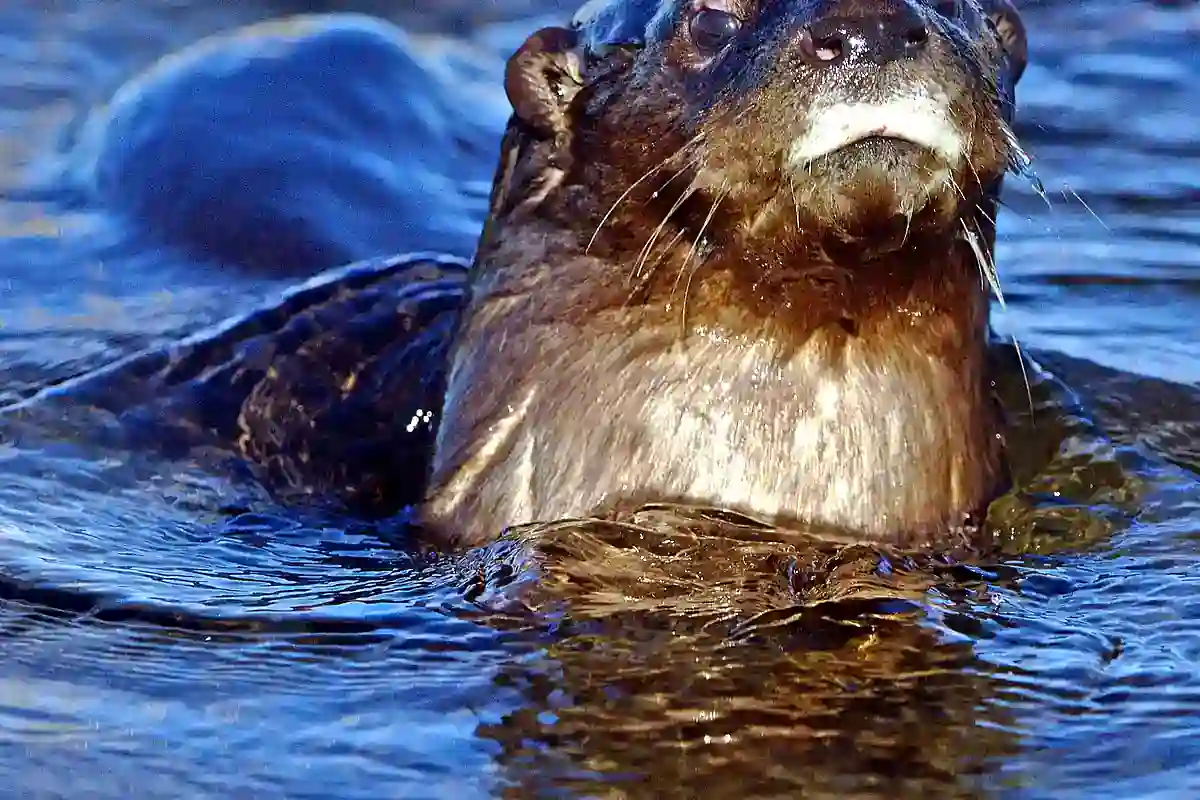 Spotted-necked otter surfacing head-on in water at Marievale, South Africa