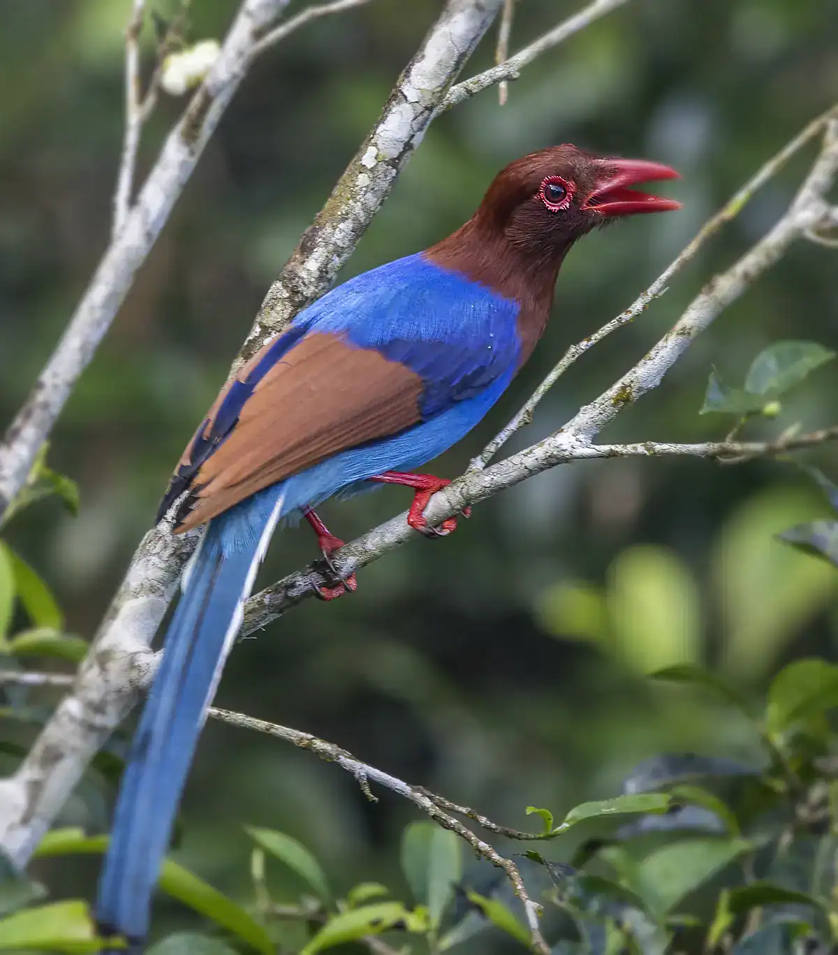 Sri Lanka Blue Magpie with a chestnut head, red bill and long blue tail