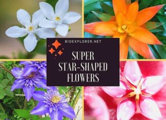 Star-Shaped Flowers