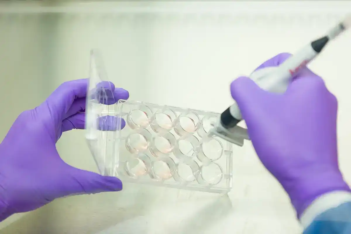 A researcher in gloves works with induced pluripotent stem cell cultures in an NIH laboratory
