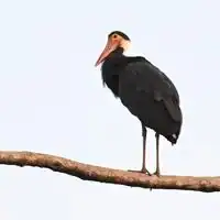 Storm's stork with black plumage, white neck, red bill and yellow eye patch perched on a branch in Borneo