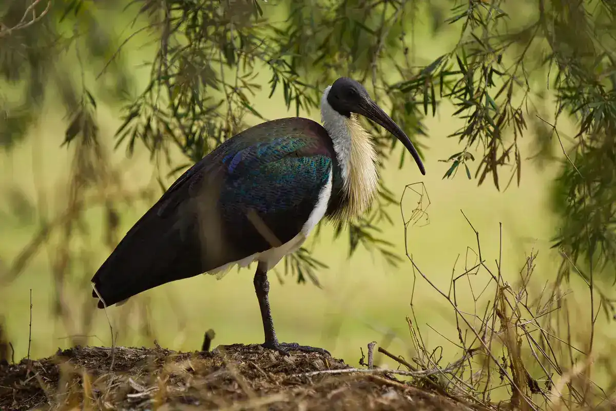 Straw-necked Ibis showing glossy dark upperparts, white underparts and straw-like neck plumes