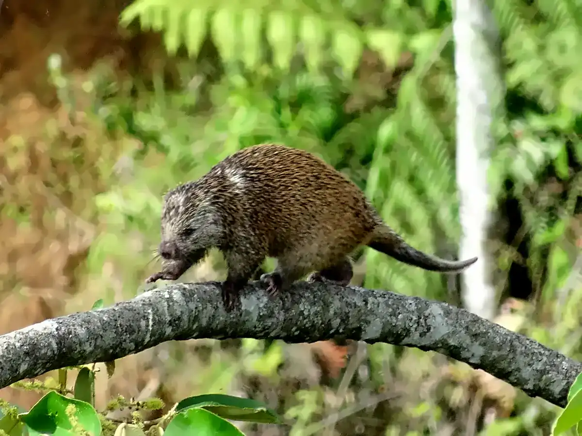 Stump-tailed Porcupine walking along a branch in the Andes, showing its short, thick tail