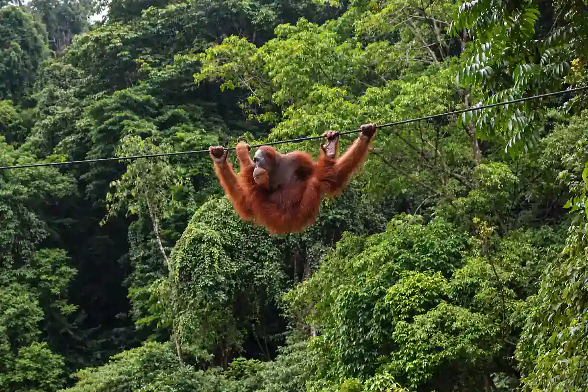 Orange Sumatran orangutan swinging through dense rainforest at Bukit Lawang, Sumatra
