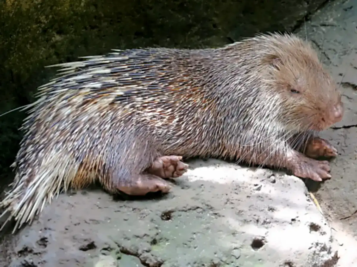 Sunda Porcupine resting on a rock, showing its brownish spiny coat and white-tipped quills
