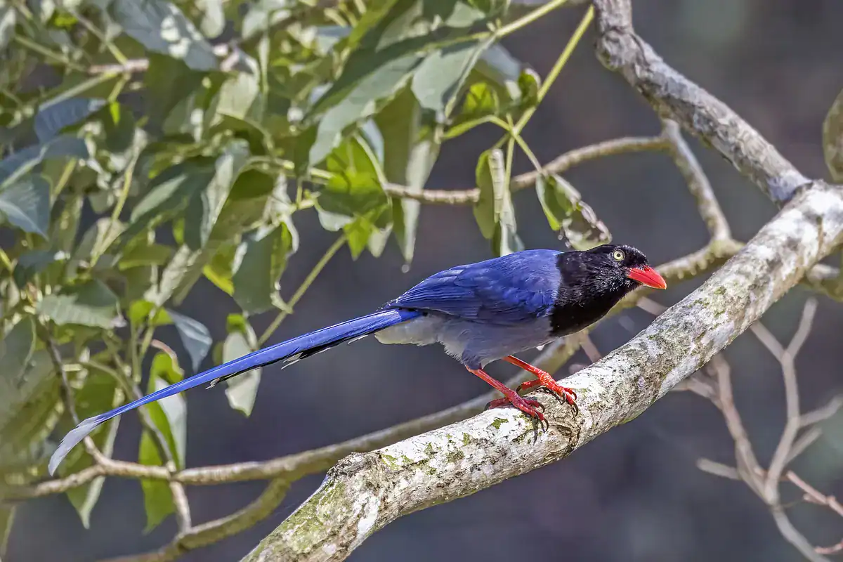 Taiwan Blue Magpie with a black head, red bill and long white-tipped blue tail