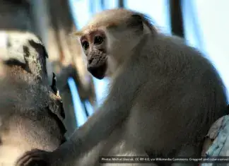 Tana River Mangabey