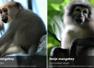 Sanje Mangabey