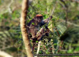 Tana River Red Colobus
