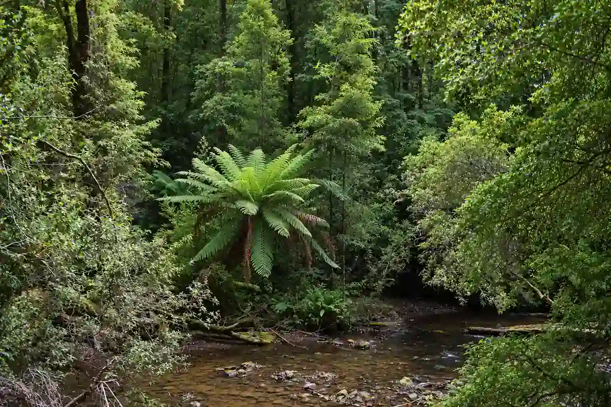 Tree fern and flowering trees in cool temperate rainforest along the Julius River, Tasmania