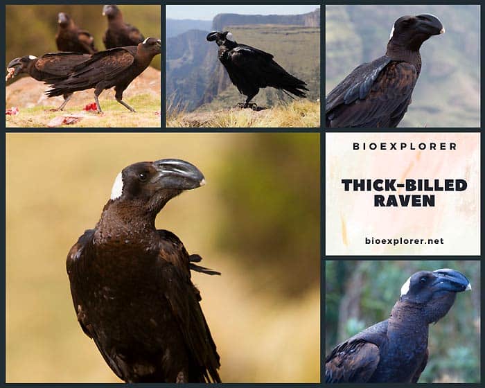 Thick-billed Raven