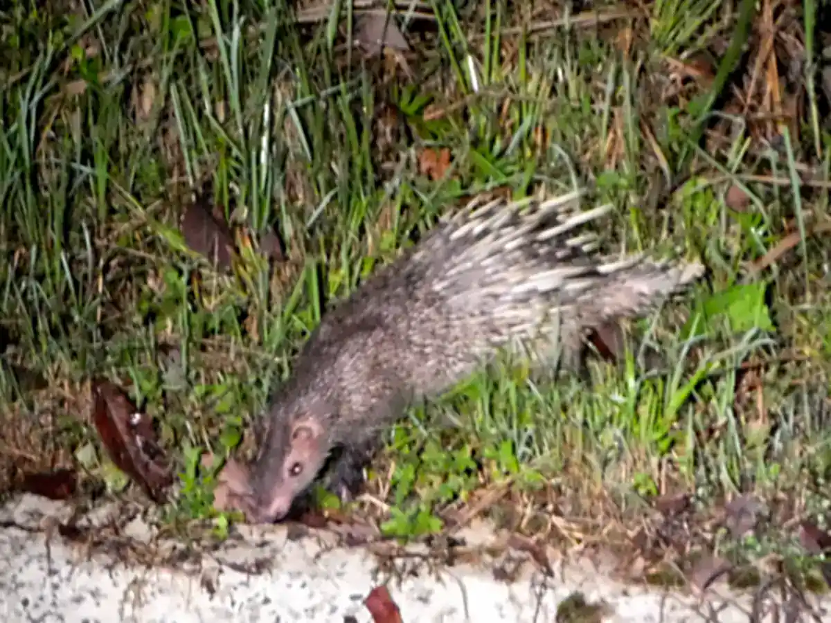 Thick-spined Porcupine foraging in grass at night in the Maliau Basin, Borneo, showing its heavy pale quills