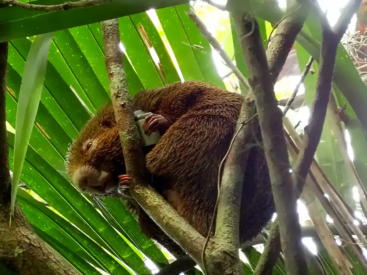 Thin-spined Porcupine resting in a palm in Bahia, Brazil, showing its brown coat of long, blunt, straw-like spines
