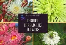 Thread-Shaped Flowers