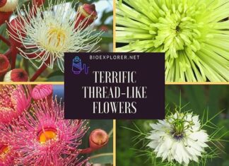 Thread-Shaped Flowers