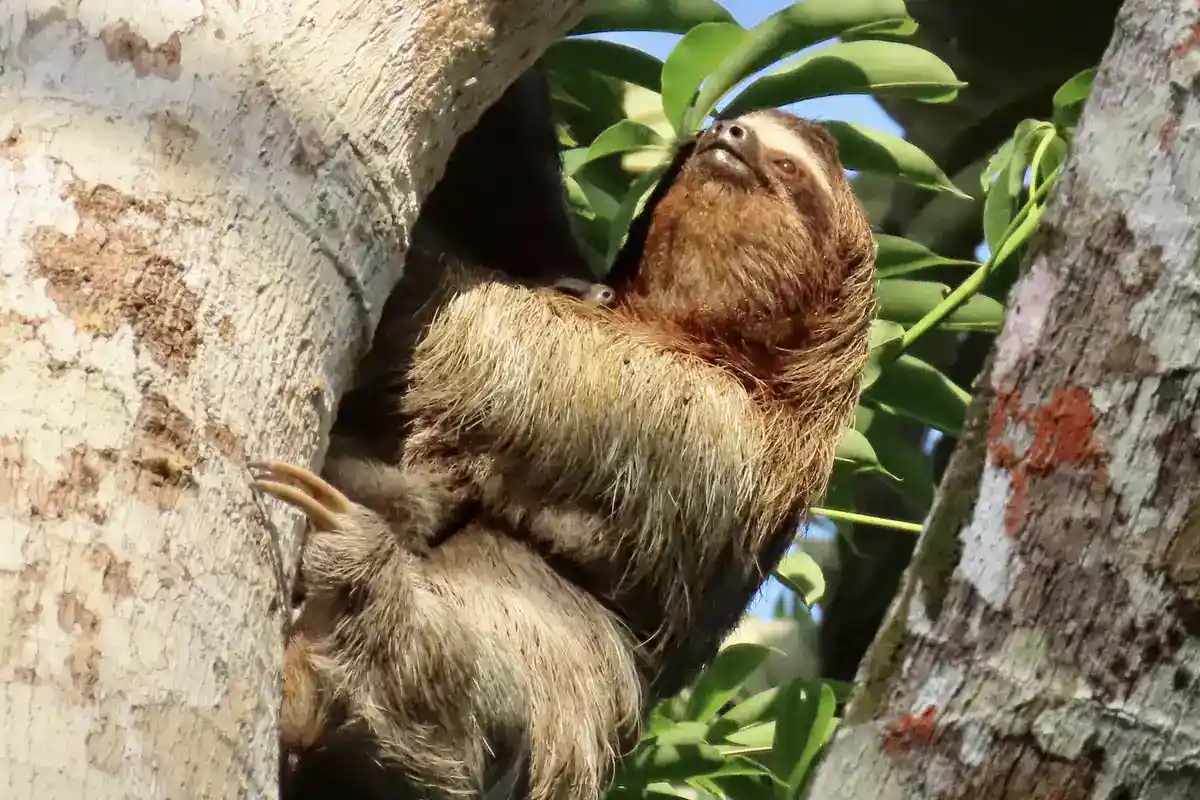Brown-throated three-toed sloth (Bradypus variegatus) Brown-throated three-toed sloth clinging to a tree trunk