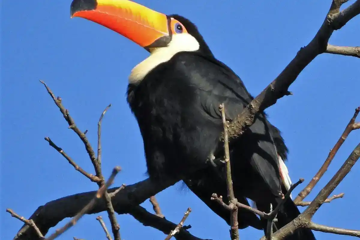 Toco toucan (Ramphastos toco) showing the bill that works as a thermal window Toco toucan perched against open sky, large orange bill visible