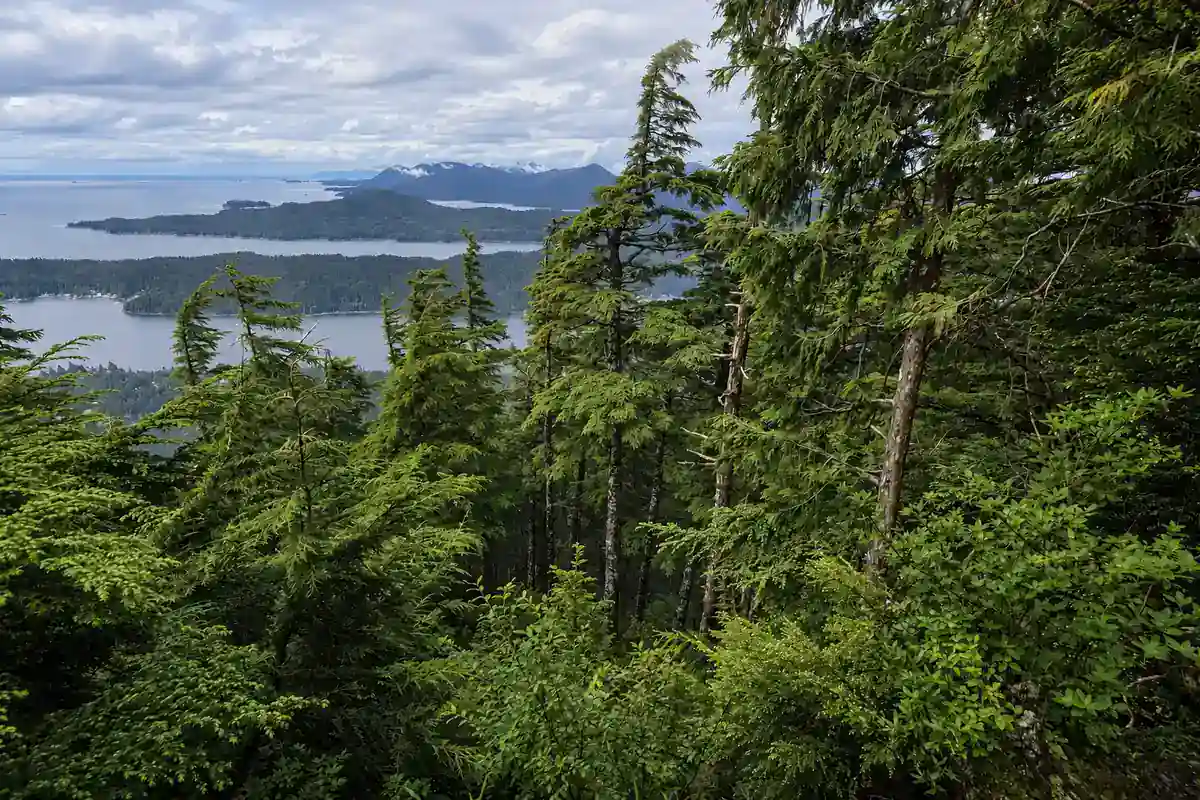 Western hemlock and Sitka spruce forest overlooking coastal waters in Tongass National Forest, Alaska