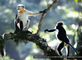 Tonkin Snub-Nosed Monkey