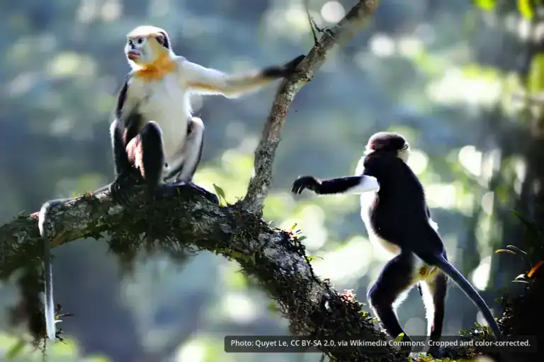 Tonkin Snub-Nosed Monkey
