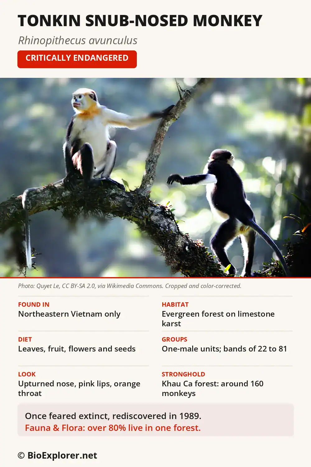 Infographic on the Tonkin snub-nosed monkey: northeastern Vietnam range, limestone karst forest, plant diet, one-male units, Khau Ca stronghold and Critically Endangered status