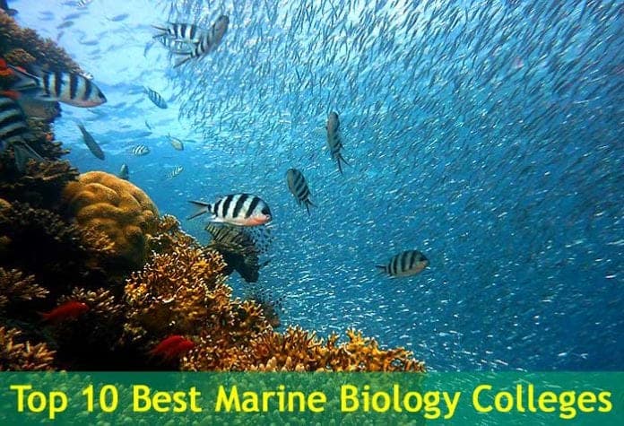 Top Marine Biology Colleges Top Marine Biology Colleges