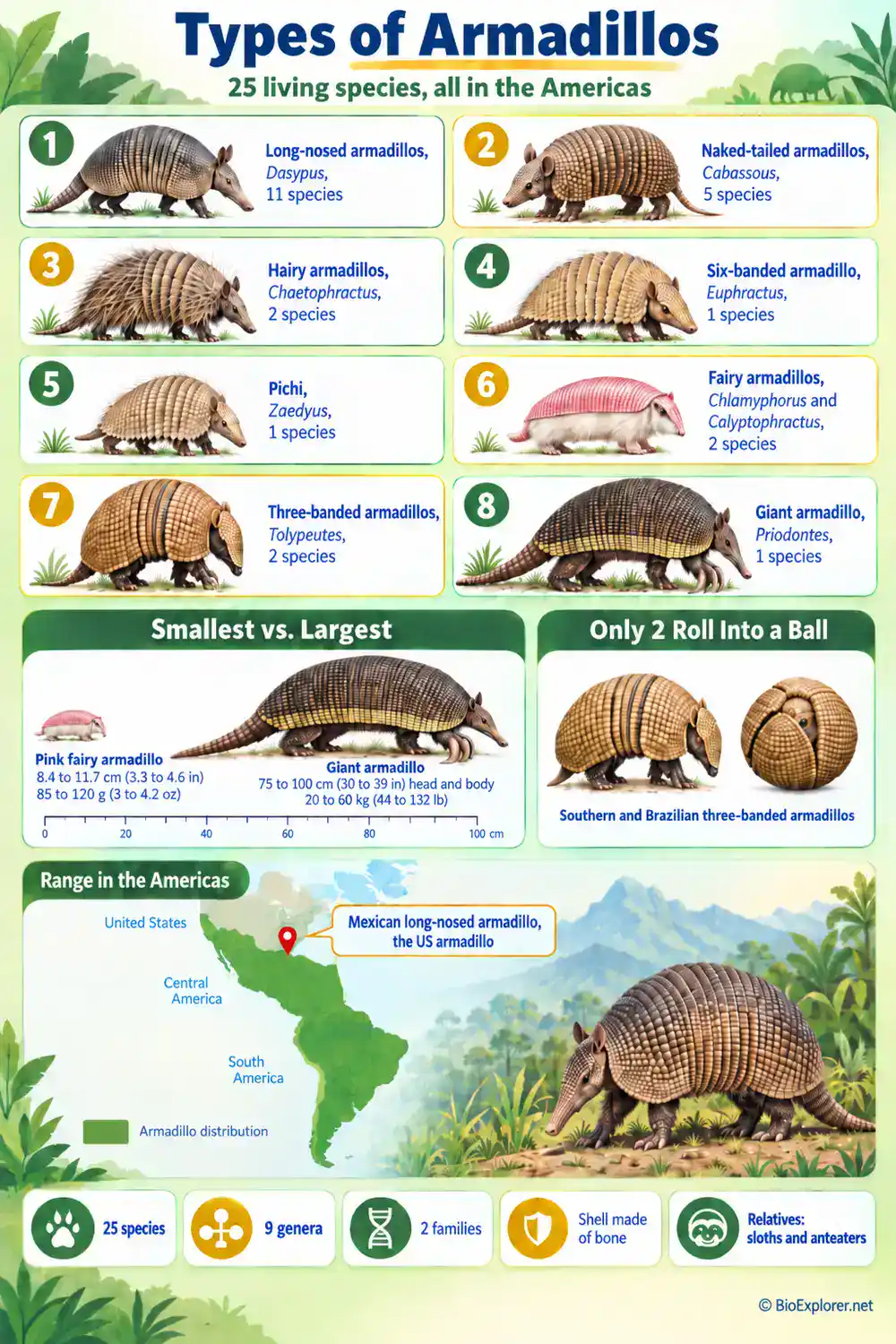 Types of Armadillos Infographic Types of armadillos infographic showing the 8 armadillo groups, the smallest and largest species, which armadillos roll into a ball, and where armadillos live