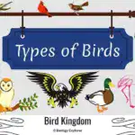 40 Types of Birds