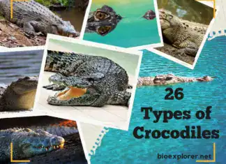 Types of Crocodiles and Alligators