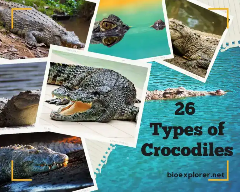 Types of Crocodiles and Alligators