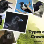 Types of Crows