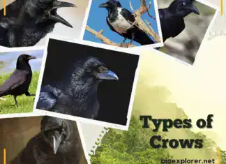 Types of Crows